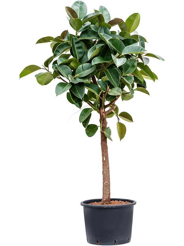 Lush Rubber Plant Ficus elastica 'Robusta' Indoor House Plants