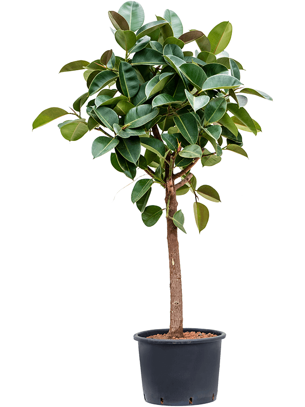 Lush Rubber Plant Ficus elastica 'Robusta' Indoor House Plants