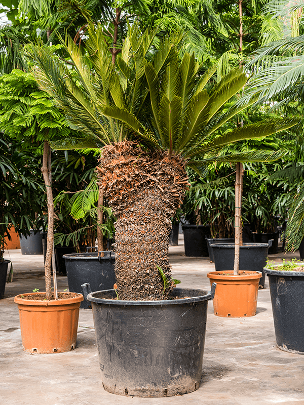 Sago Palm Cycas revoluta