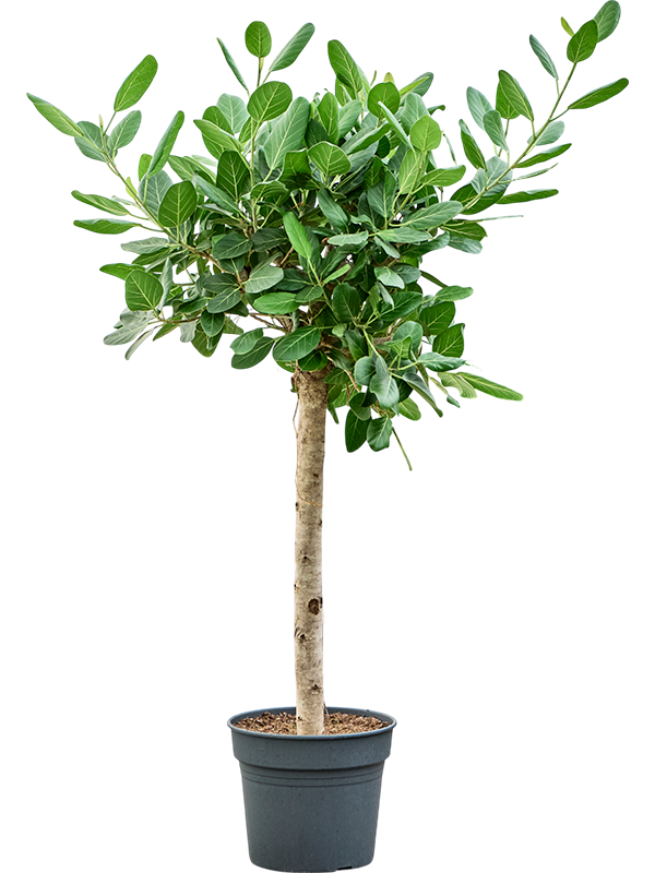 Lush Banyan Fig Ficus benghalensis 'Audrey' Indoor House Plants