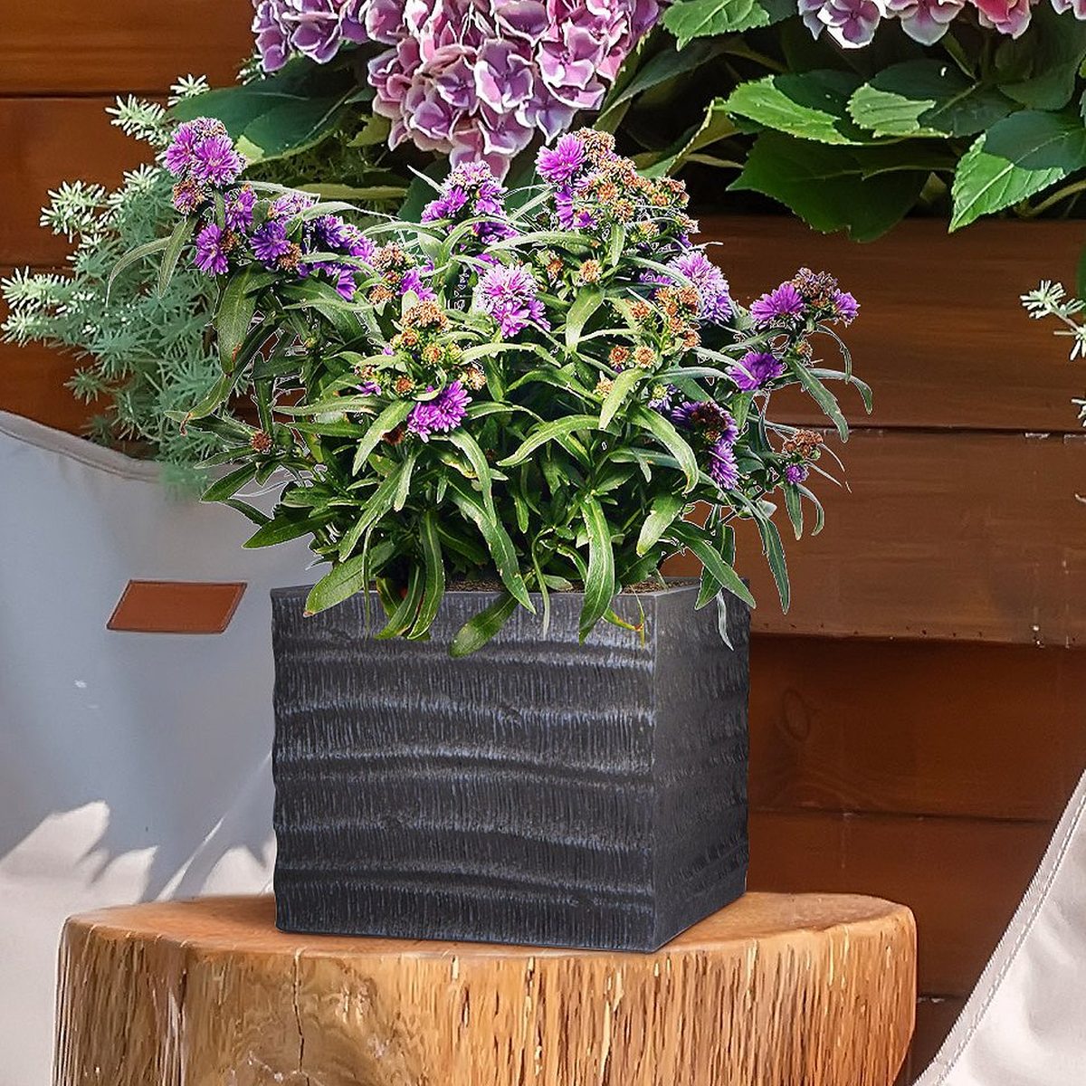 Rules for Caring for Indoor Plants in Autumn Rules for Caring for Indoor Plants in Autumn