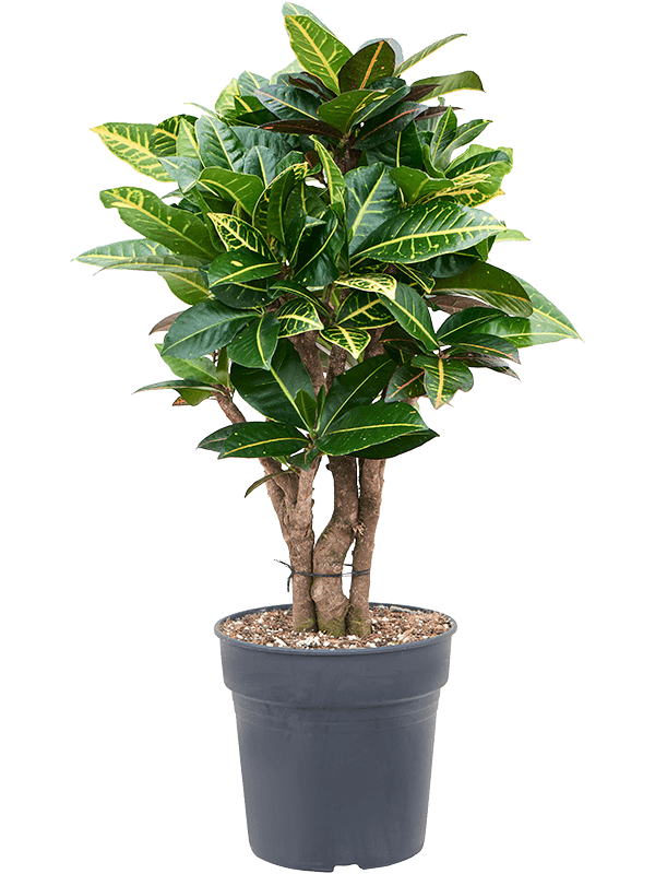 Colorful Croton (Codiaeum) variegatum 'Petra' Indoor House Plants