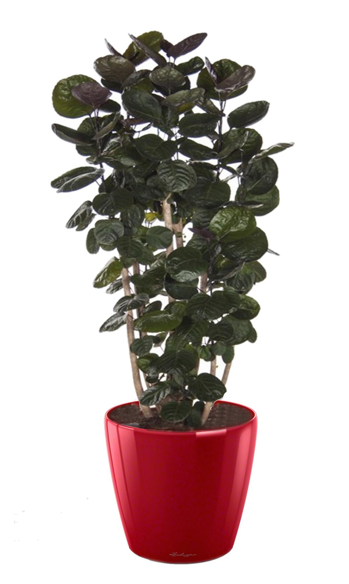 Polyscias Scutellaria in LECHUZA CLASSICO LS 43 Self-watering Planter, Total Height 160 cm