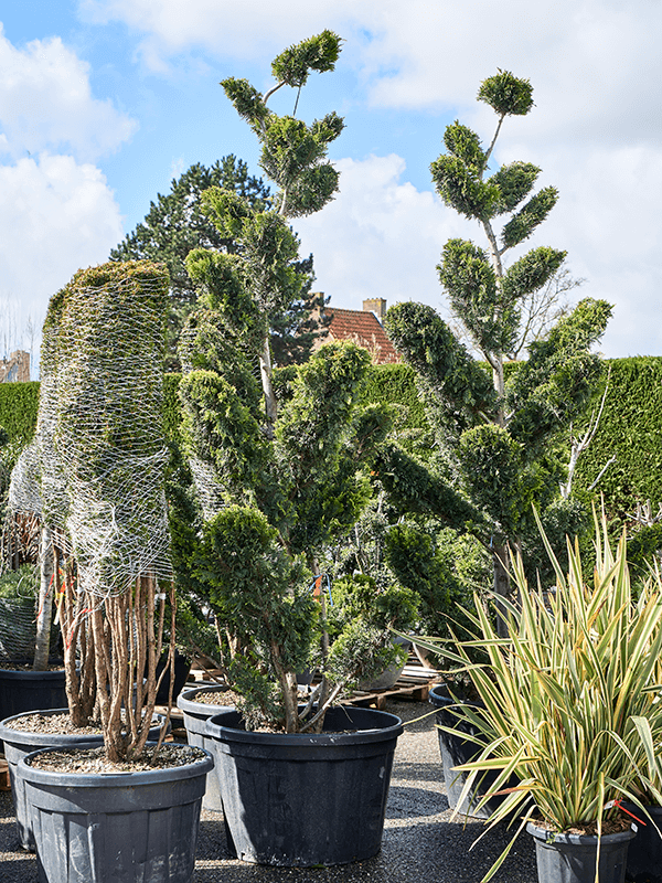 Colorful Castlewellan Gold Cupressocyparis leylandii 'Gold Rider' Outdoor Plants