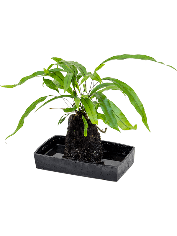 Easy-Care Kangaroo Foot Fern Lova microsorum diversifolium Indoor House Plants
