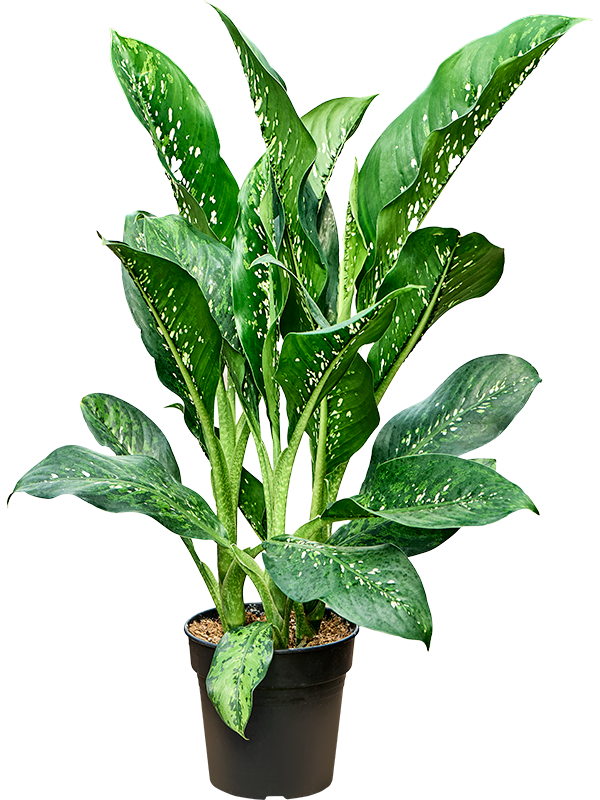 Dieffenbachia 'Crocodile'