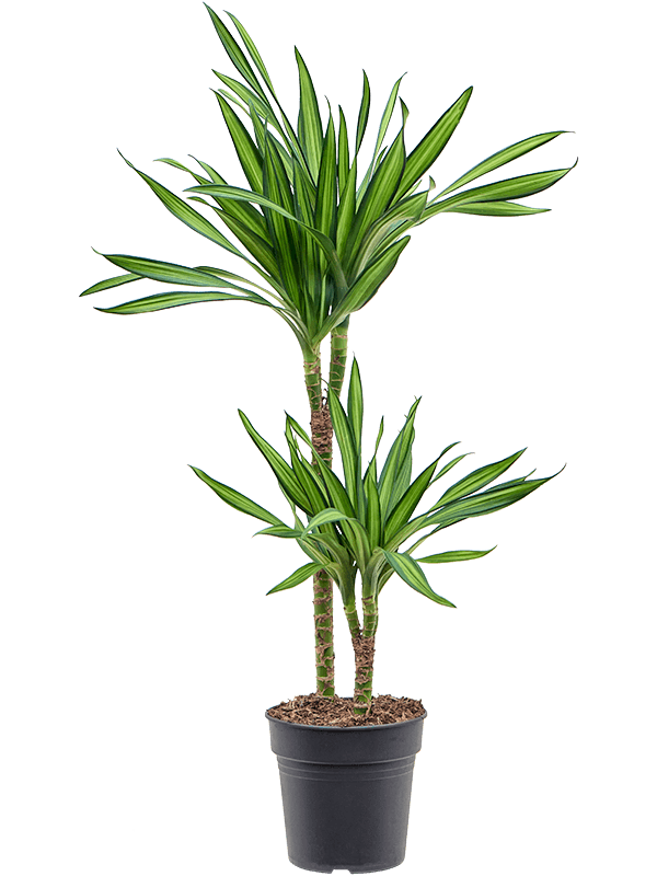 Easy-Care Corn Plant Dracaena fragrans 'Riki' Tall Indoor House Plants Trees