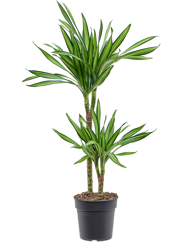 Easy-Care Corn Plant Dracaena fragrans 'Riki' Tall Indoor House Plants Trees
