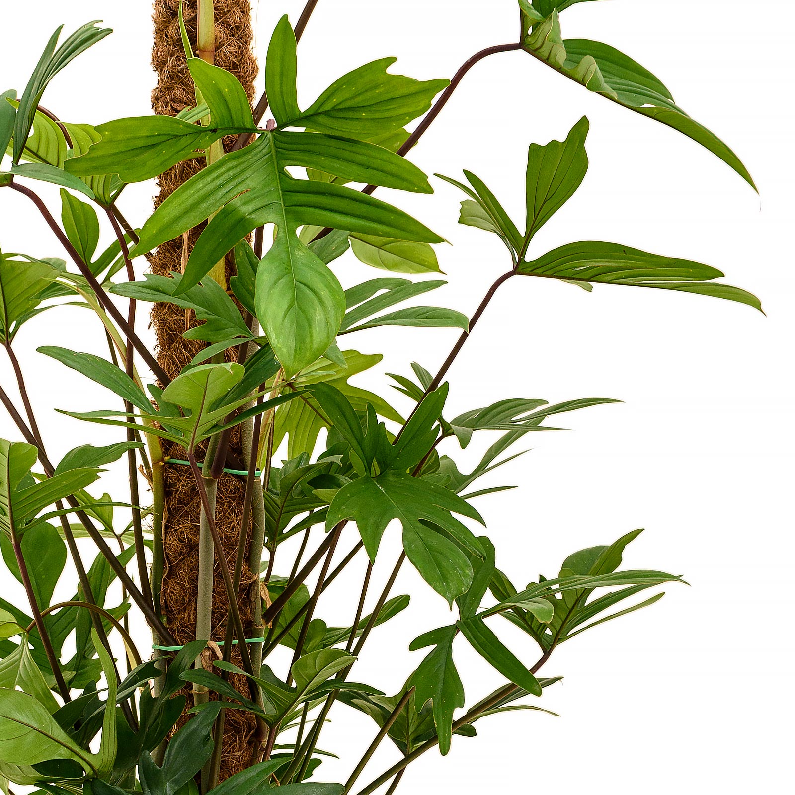 Lush Heart-Leaf Philodendron pedatum Indoor House Plants