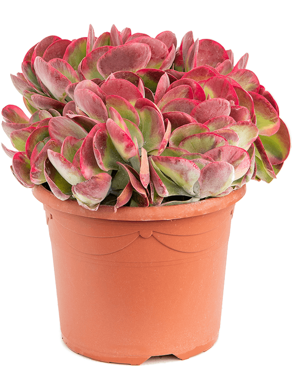 Colorful Paddle Plant Kalanchoe thyrsiflora 'Red Lips' Indoor House Plants