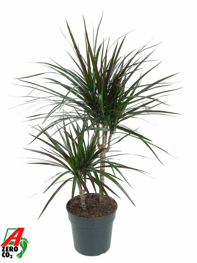 Showy Dragon Tree Dracaena marginata 'Magenta' Tall Indoor House Plants Trees