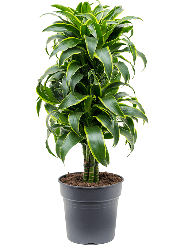 Insta-friendly Corn Plant Dracaena fragrans 'Dorado' Tall Indoor House Plants Trees