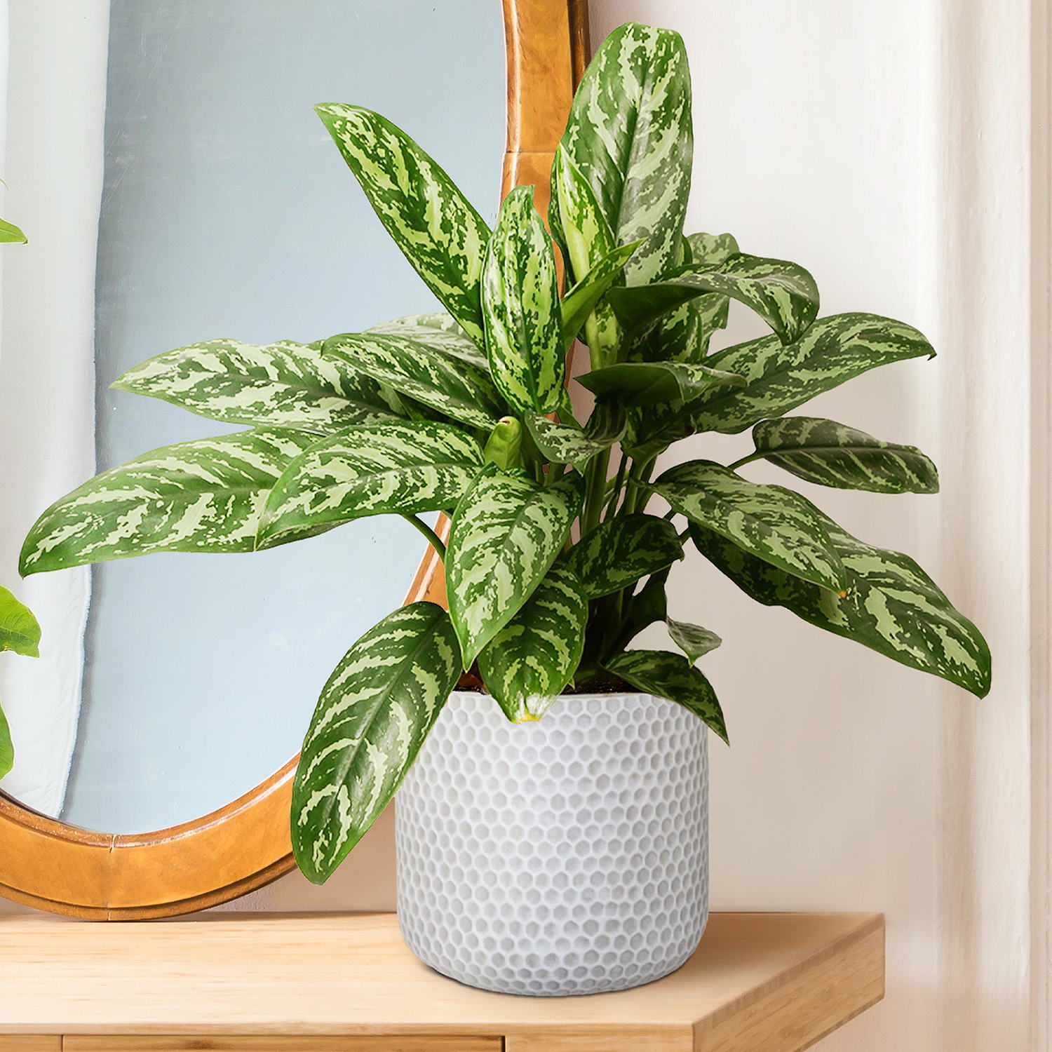 IDEALIST Lite Honeycomb Style Table and Hanging Cylinder Round Plant Pot Dual Use Indoor Planter