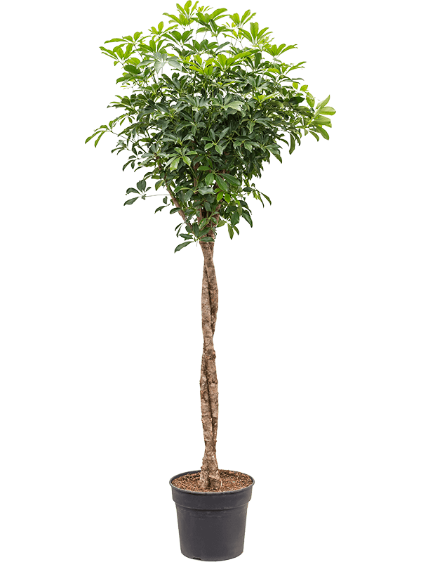 Easy-Care Umbrella Tree Schefflera arboricola 'Compacta' Tall Indoor House Plants Trees