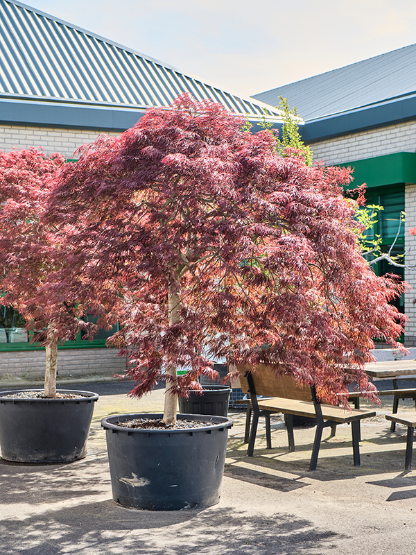 Acer pal. diss 'Crimson Queen'