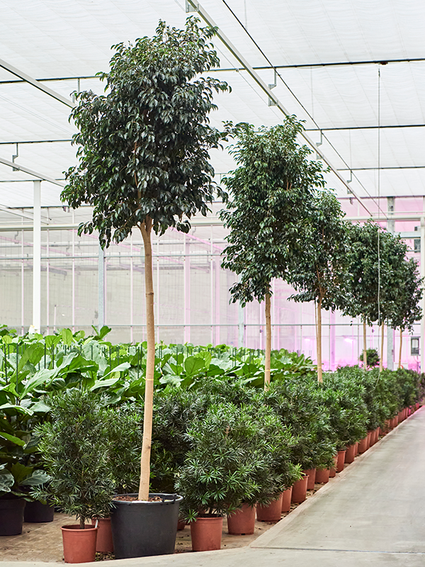 Lush Weeping Fig Ficus benjamina 'Danielle' Indoor House Plants