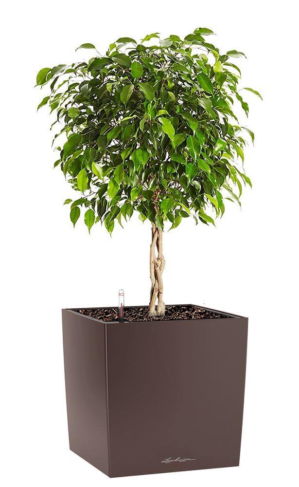 Ficus Benjamina Exotica in LECHUZA CUBE Self-watering Planter, Total Height 85 cm