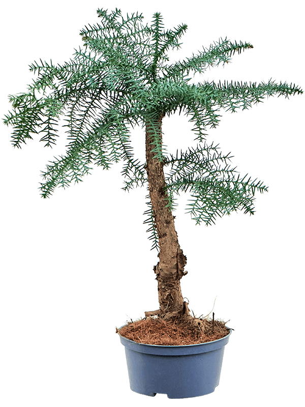 Graceful Norfolk Island Pine Graceful Norfolk Island Pine Araucaria cunninghamii Tall Indoor House Plants Trees