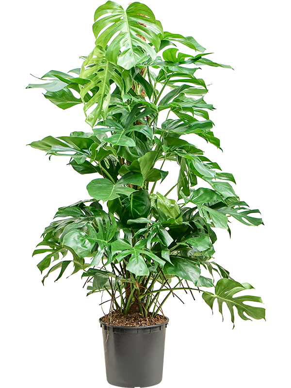 Shade-loving Swiss Cheese Plant Monstera deliciosa Indoor House Plants