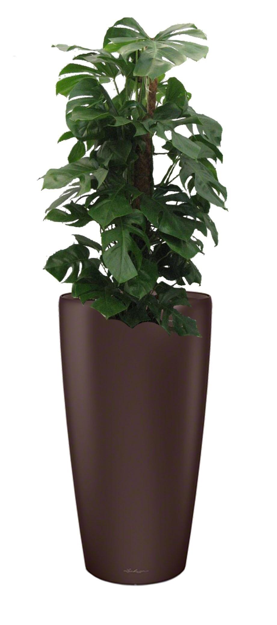 Monstera Deliciosa in LECHUZA RONDO Self-watering Planter, Total Height 150 cm