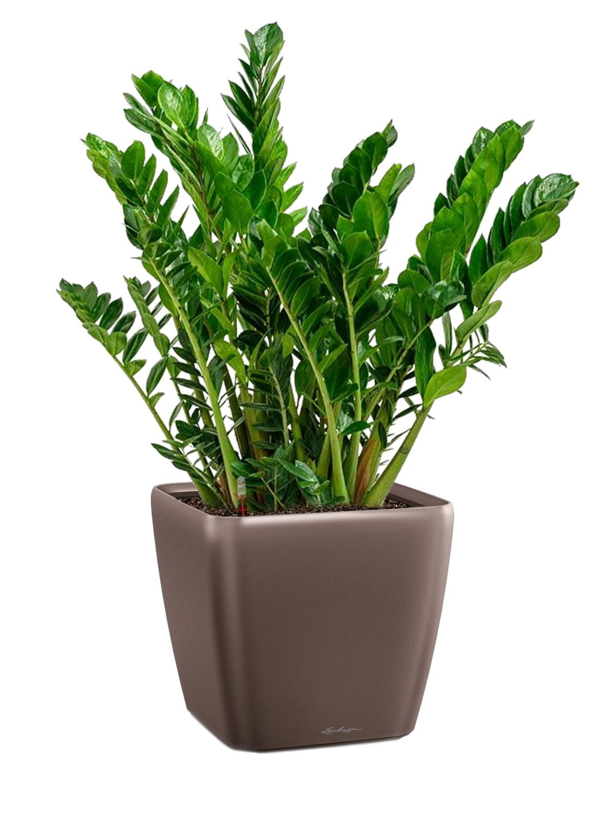 Zamioculcas in LECHUZA QUADRO LS Self-watering Planter, Total Height 110 cm