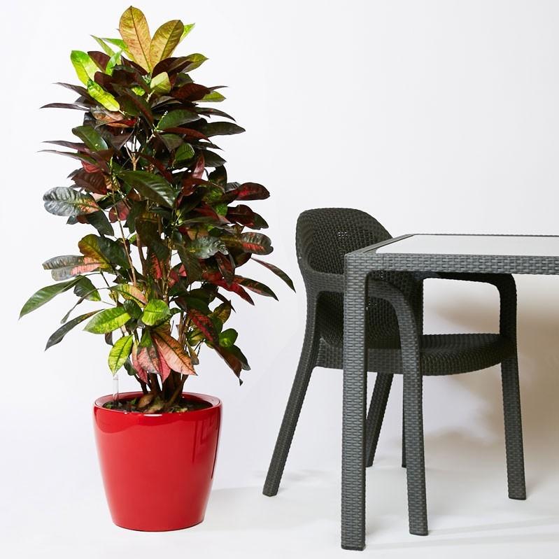 Codiaeum Petra in LECHUZA CLASSICO LS Self-watering Planter, Total Height 120 cm