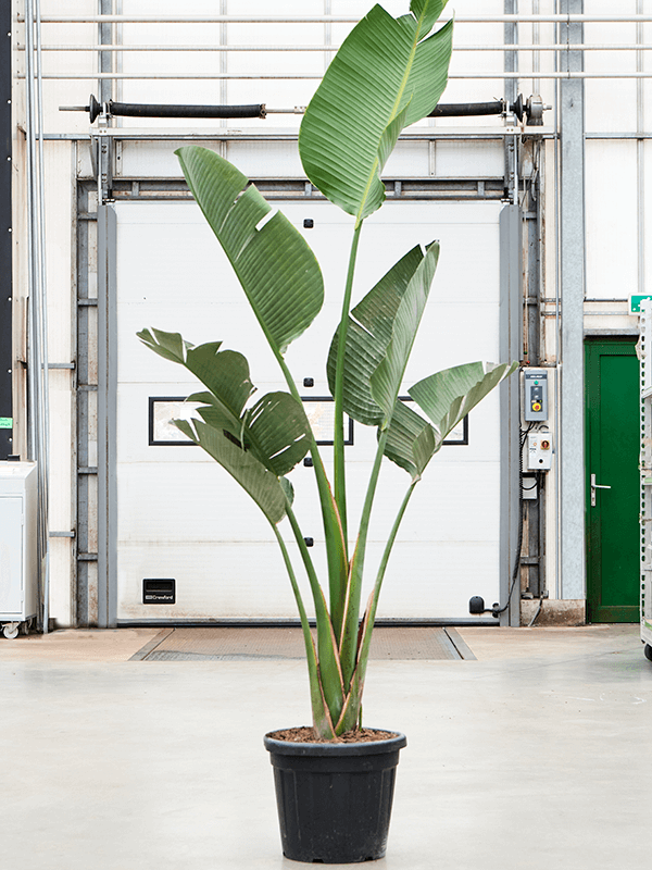 Tropical Bird of Paradise Strelitzia nicolai Indoor House Plants