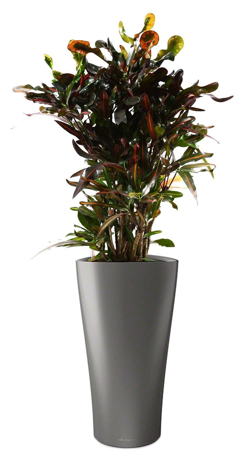 Codiaeum Mammy in LECHUZA DELTA Self-watering Planter, Total Height 150 cm