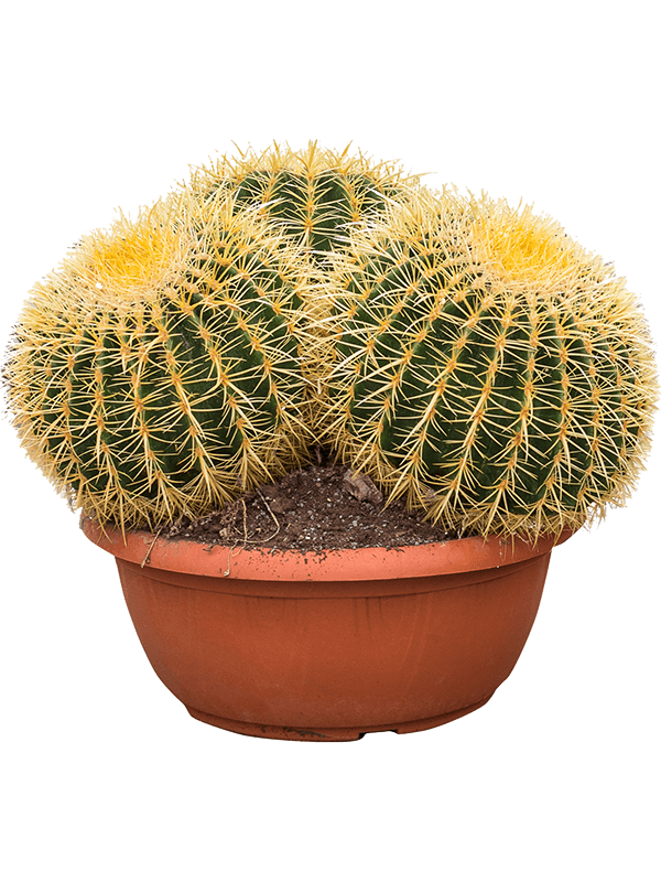 Photogenic Barrel Cactus Echinocactus grusonii Indoor House Plants