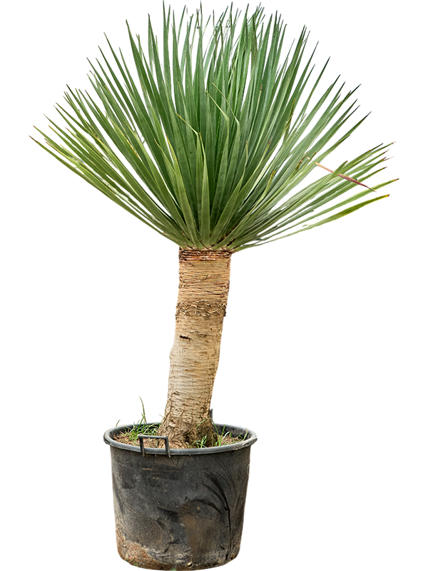 Easy-Care Dragon Tree Dracaena draco 'Compact' Tall Indoor House Plants Trees