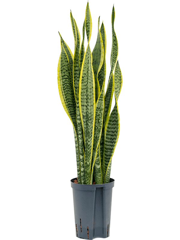 Elegant Snake Plant Sansevieria trifasciata 'Laurentii' Snake Plant Indoor  House Plants W15 H(50-60) cm Live Plant, Potsize D15 cm - from 29.99 |  Getpotted.com