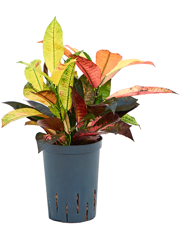 Colorful Croton (Codiaeum) variegatum 'Mrs. Iceton' Indoor House Plants
