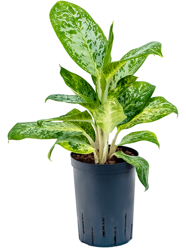 Easy-Care Chinese Evergreen Aglaonema 'Pearl' Indoor House Plants