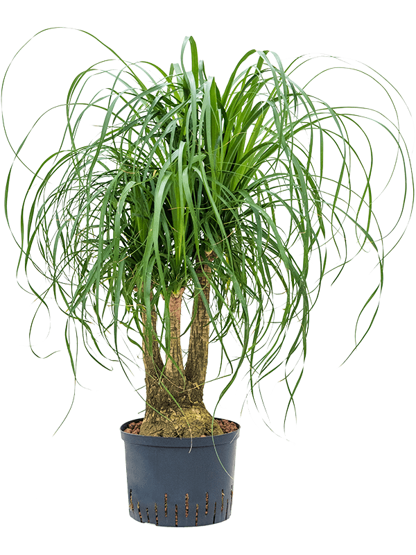 Tropical Ponytail Palm Beaucarnea recurvata Tall Indoor House Plants Trees