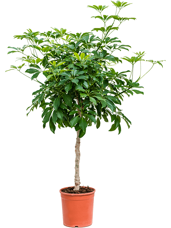 Easy-Care Umbrella Tree Schefflera arboricola 'Compacta' Tall Indoor House Plants Trees