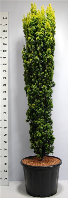 Photogenic English Yew Taxus baccata 'Fastigiata Aurea' (170-190) Outdoor Plants