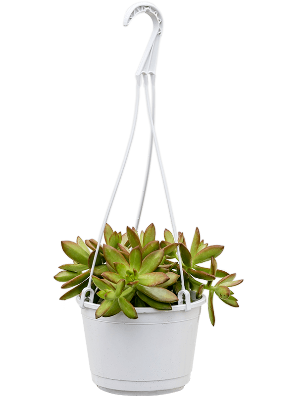 Easy-Care Stonecrop Sedum nussbaumerianum Indoor House Plants