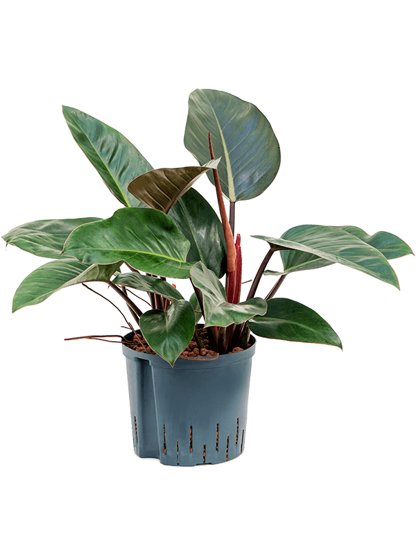 Lush Heart-Leaf Philodendron Red Congo Indoor House Plants