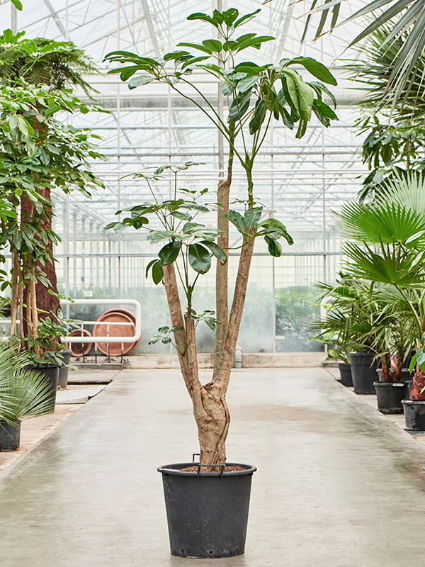 Cheerful Umbrella Tree Schefflera actinophylla 'Amate' Indoor House Plants