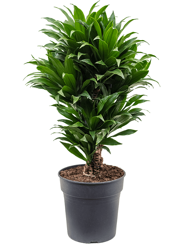Easy-Care Corn Plant Dracaena fragrans 'Compacta' Indoor House Plants