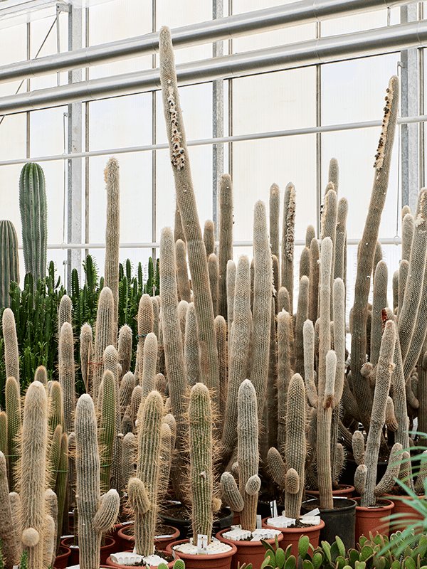 Easy-Care Old Man Cactus Espostoa lanata Indoor House Plants