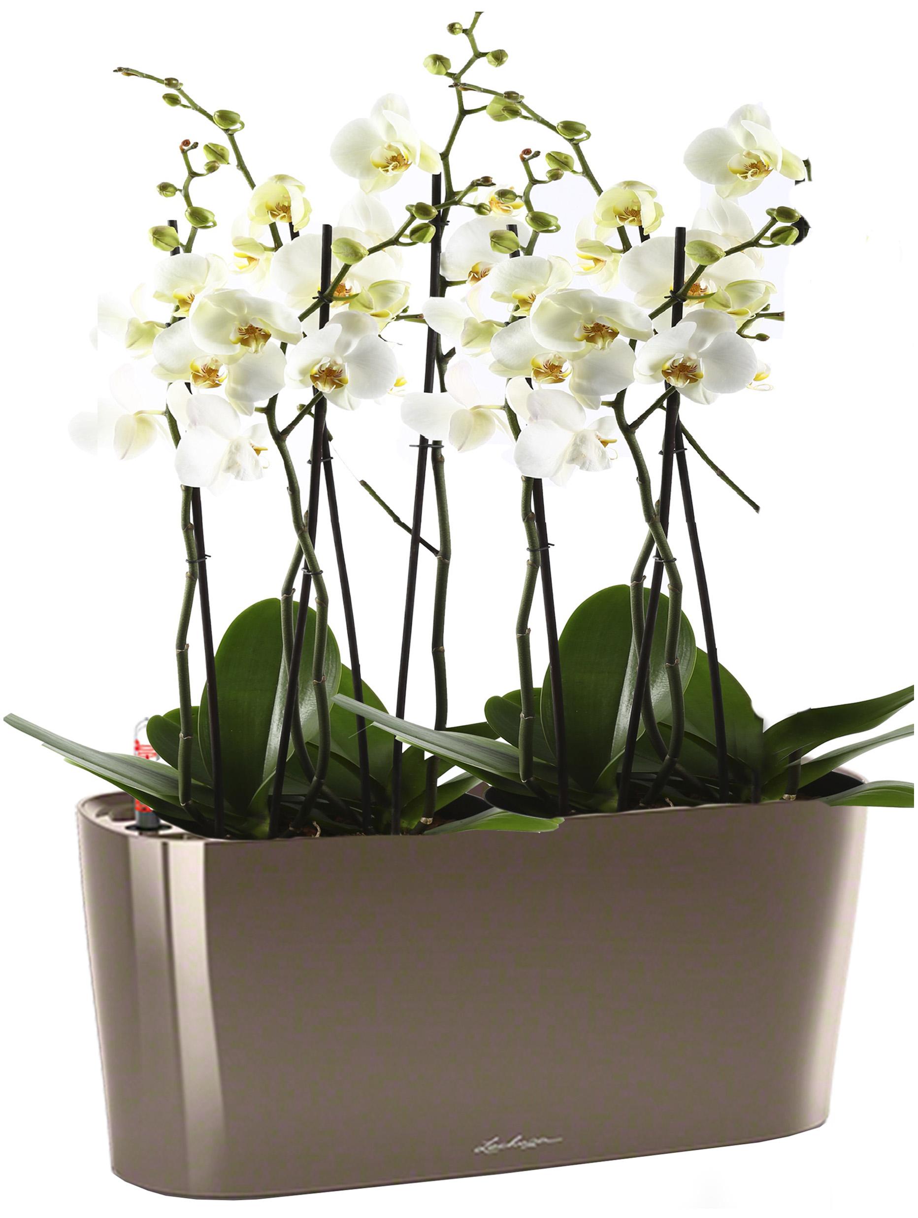 Blooming Phalaenopsis Orchid in LECHUZA DELTA Self-watering Planter, Total Height 60 cm