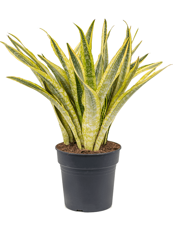 Colorful Snake Plant Sansevieria trifasciata 'Lauren' Indoor House Plants