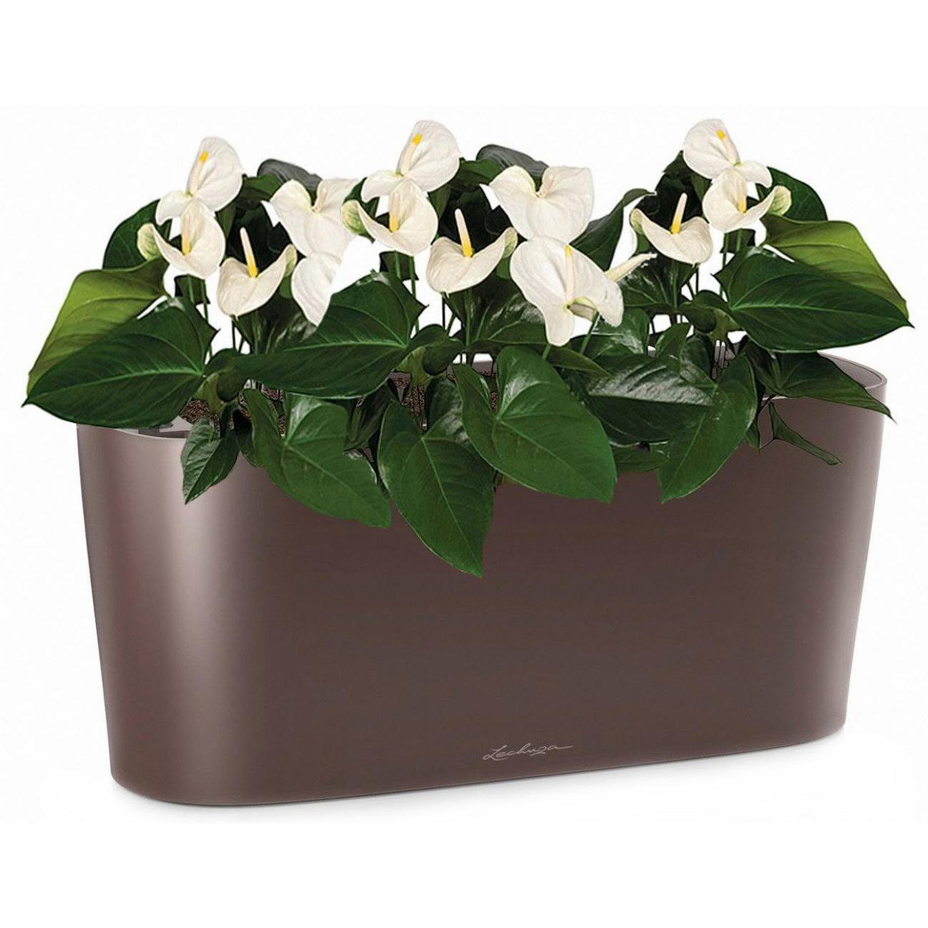 Blooming Anthurium Andraeanum White in LECHUZA DELTA Self-watering Planter, Total Height 45 cm
