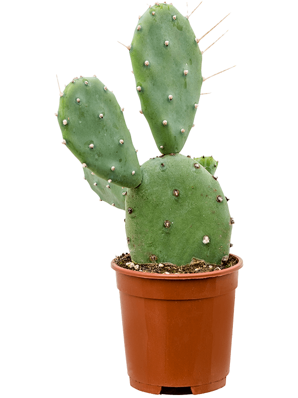 Easy-Care Prickly Pear Cactus Opuntia Quimilo Indoor House Plants