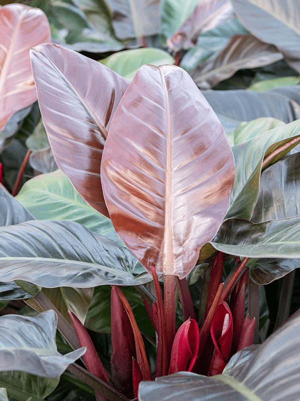 Lush Heart-Leaf Philodendron 'Imperial Red' Indoor House Plants