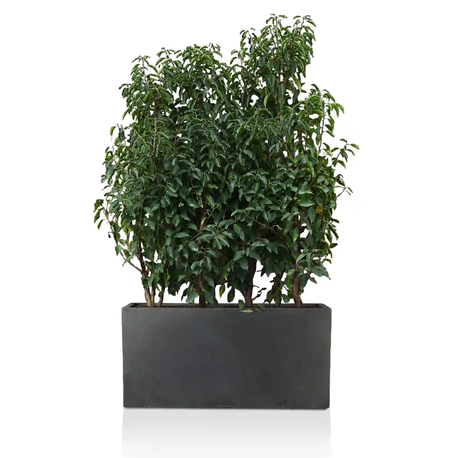 IDEALIST Lite Contemporary Light Concrete High Trough Planter
