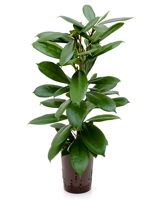 Lush African Fig Ficus cyathistipula Indoor House Plants