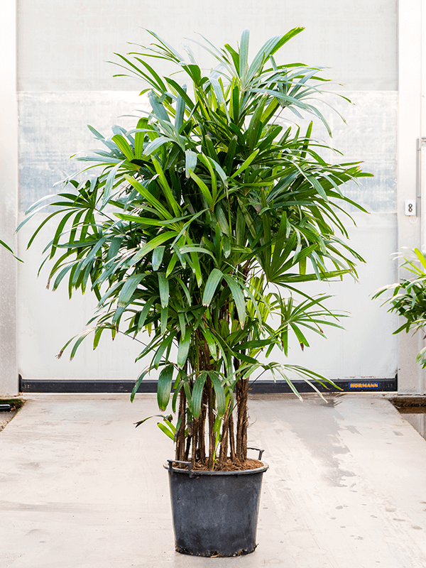 Tropical Lady Palm Rhapis excelsa Indoor House Plants