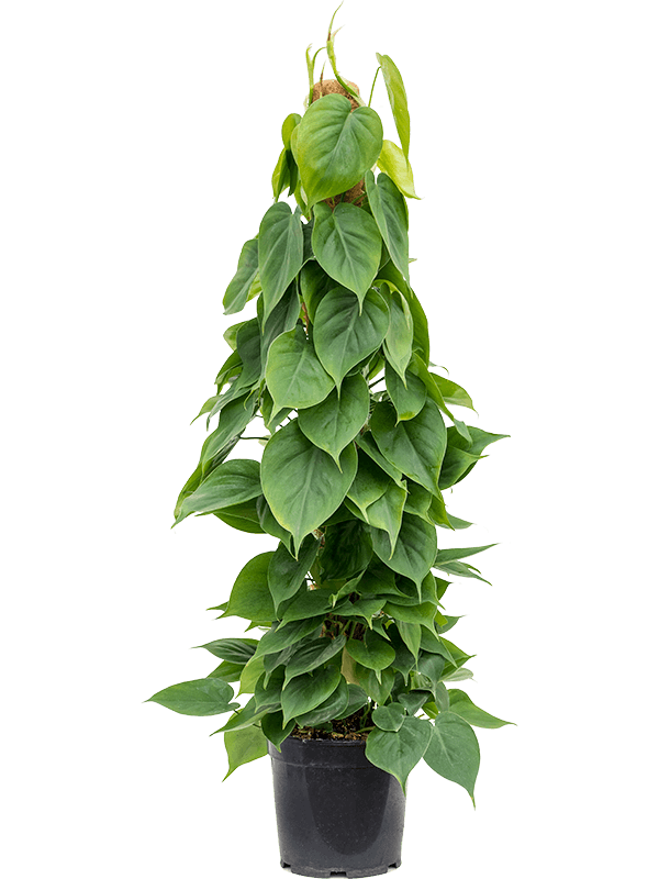 Lush Heart-Leaf Philodendron scandens Indoor House Plants